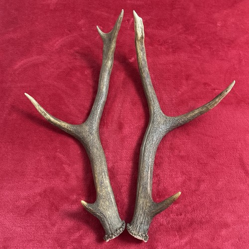 Pair red deer antlers - of,