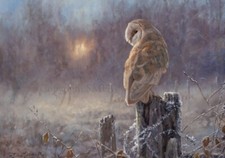 Barn Owl Christmas cards pack