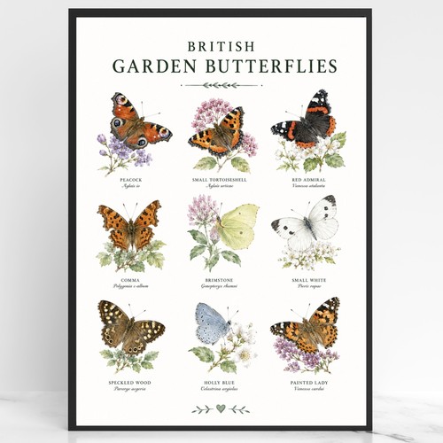 British garden butterflies - british,