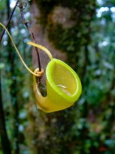 Nepenthes Dubia 🍃 10 FRESH