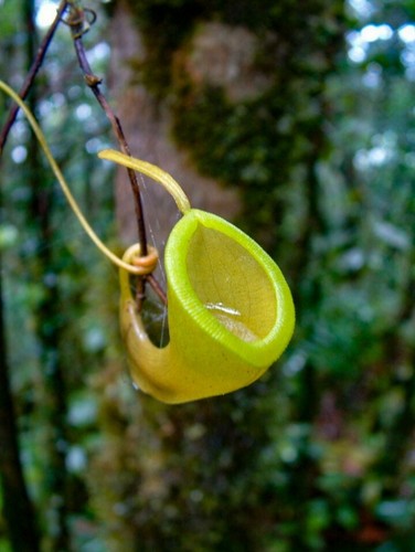 Nepenthes dubia 10 - nepenthes, 🍃