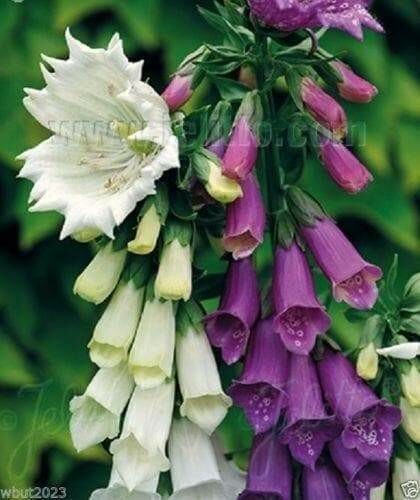 Digitalis purpurea - ,