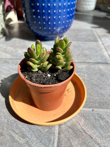 Crassula ovata gollum - crassula,
