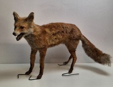 Vintage Antique Taxidermy Red
