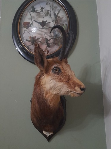 Antique rowland ward taxidermy - antique,