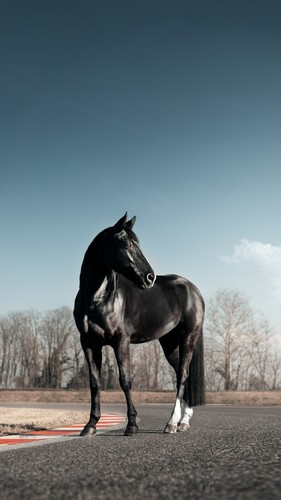 660569 horse wall art print - 660569,