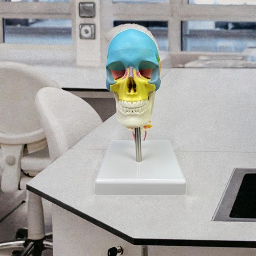 Human skull model - model, 1/2