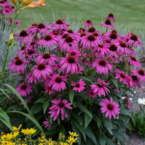 Echinacea purpurea seeds - ,