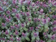 Pack x12 Hebes 'Mixed Varieties' Garden Plug Plants Special Deal ! 