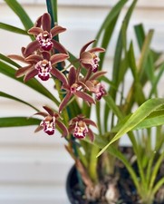 AU STOCK CYMBIDIUM ORCHID  'CYM.PUMLUM x KIATA' ROOTED PLANT 048-7