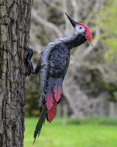 Woodpecker bird garden - woodpecker,