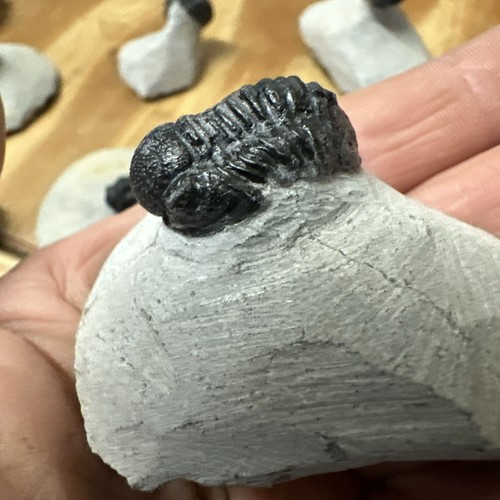 Proetus gerastos trilobite - proetus,