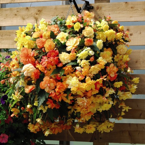 Begonia apricot shades - t&m,