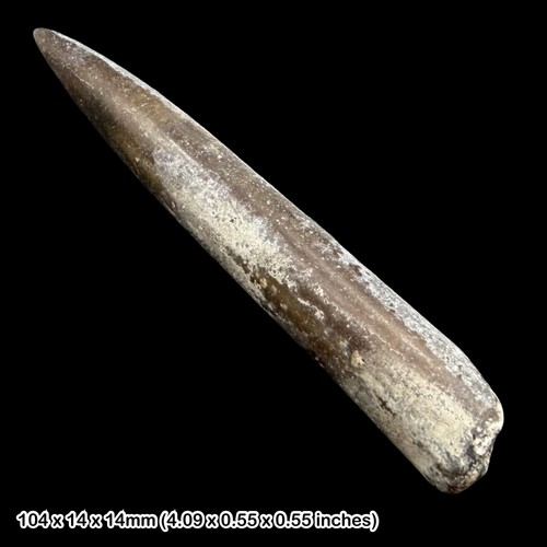 Belemnite fossil jurassic - fossil,