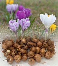 IN STOCK. 1-1000 MIXED(VERNUS) CROCUS BULBS LARGE BLOOMS SPRING GARDEN PERENNIAL