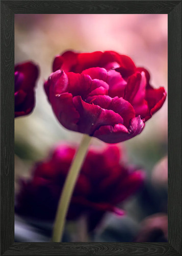 Pink tulips garden macro - pink, tulips,