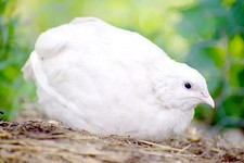12 Small White coturnix quail