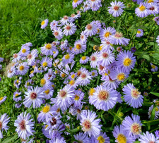 aster plants - pack of 5, 10