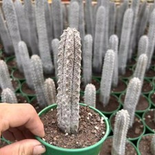 15CM Succulent Cactus Plant
