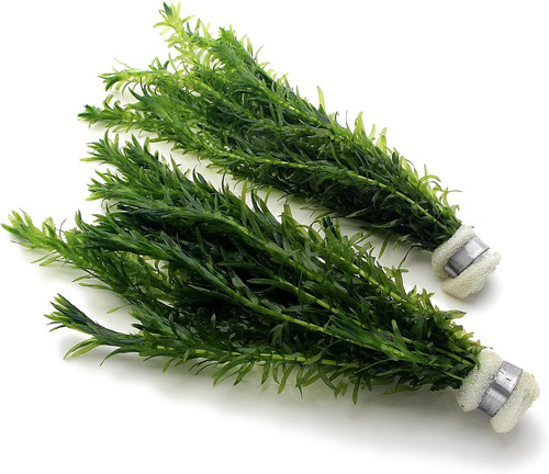 Bunches stems elodea - 2,