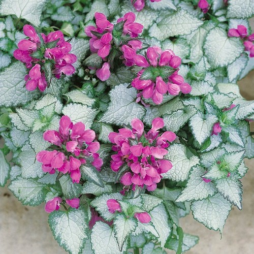 Evergreen lamium beacon - 6,