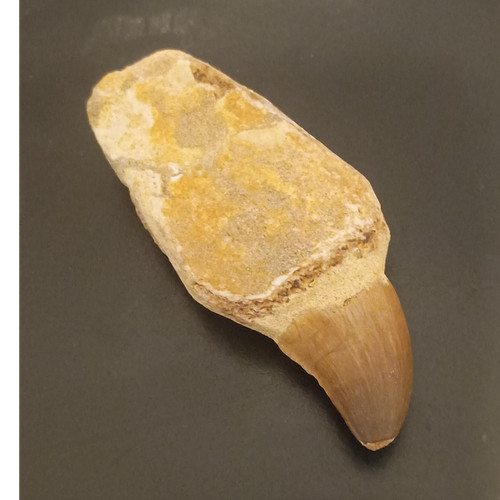 Mosasaur tooth fossil natural - fossil,