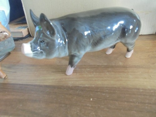Superb beswick berkshire pig - berkshire,