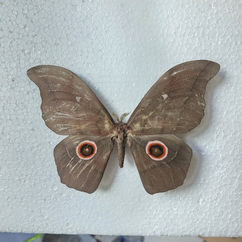 Nudaurelia eblis insect - , set