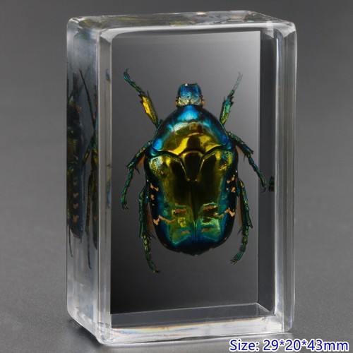 Small insect spider specimen - spider,
