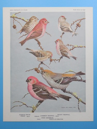 Original 1960 print finch - original,