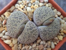 Lithops Lesliei v Venteri  -