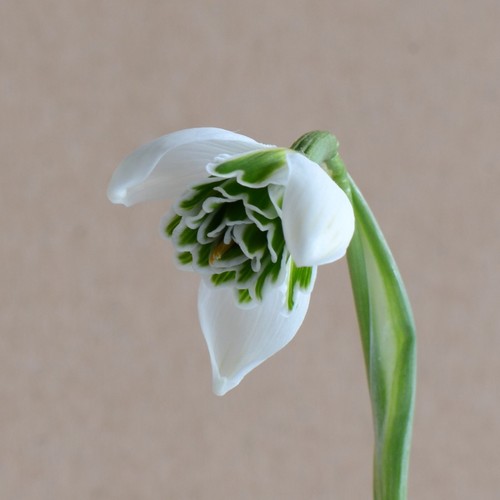 Galanthus jaquenetta snowdrop - jaquenetta,