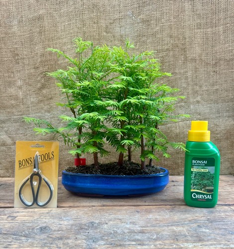 20cm metasequoia dawn - 20cm, (dawn