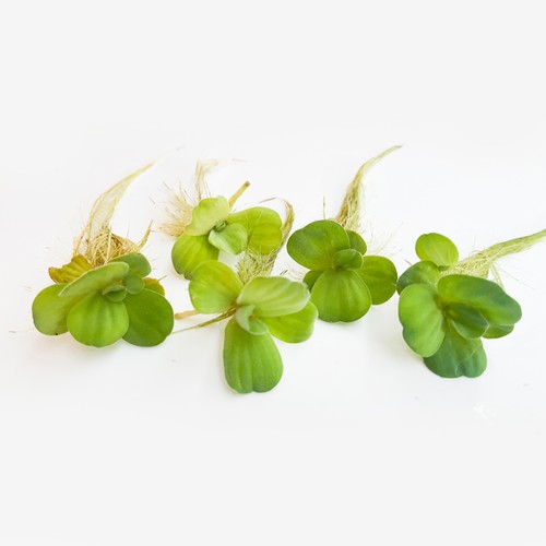 Small water lettuce floating - small,