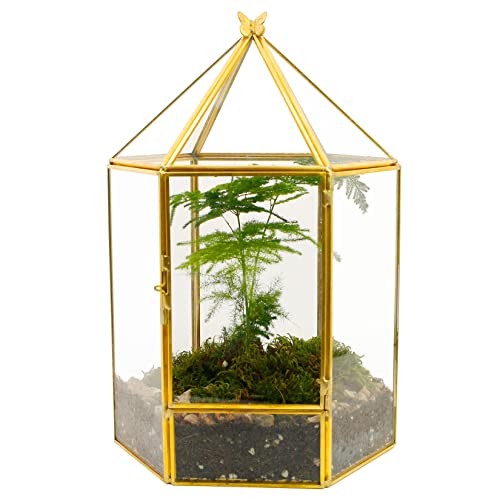 Glass geometric plant - ,