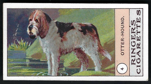 Edwards ringer bigg dogs - &,