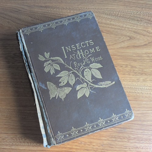 Insects home rev - at, wood