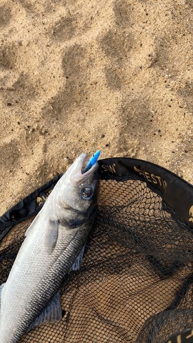 Raglou bass pollack cod