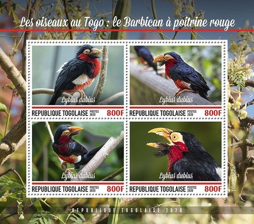 Birds togo bearded barbet - togo,