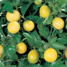 T&M Lemon Tree Fruit Bush Citrus Plants Dwarf Citrus x Limon Meyer in 9cm Pots