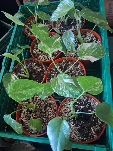 Monstera albo variegated - albo,