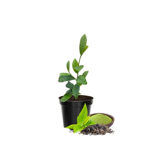 Camellia tea live plant - tea,