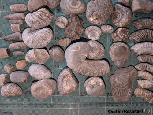 Mixed fossil lot - lot,