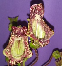SINNINGIA BRASILIENSIS 20+