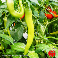 Banana Pepper Seeds (10) – COMBINED POSTAGE – Grown in Wales - Fresh 2025