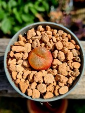 Conophytum Maughanii 20mm | Tiny Mouth Succulent