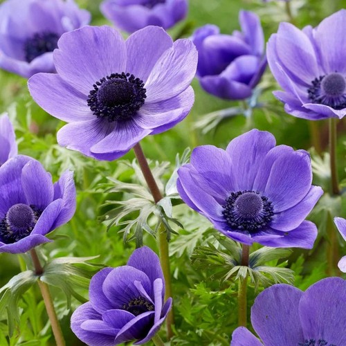 Japanese anemone caen - 35,