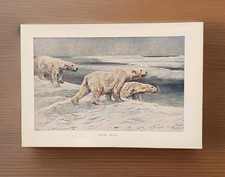 Genuine Antique 1920s Arctic