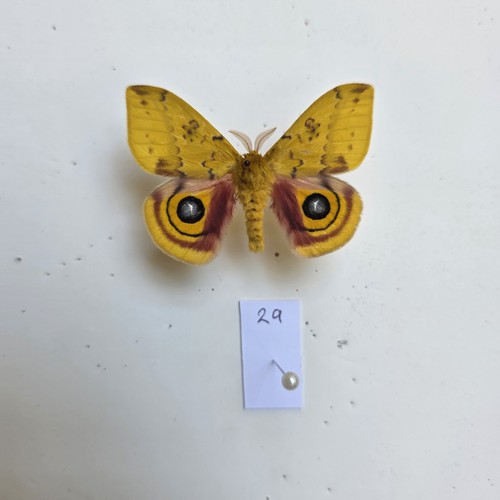Automeris moth set specimen - automeris,