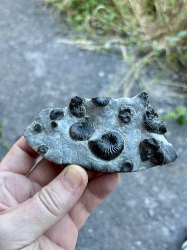 Claviceras multiblock ammonite - claviceras,